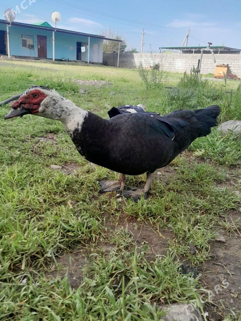 indawutga horaz - Änew - img 1