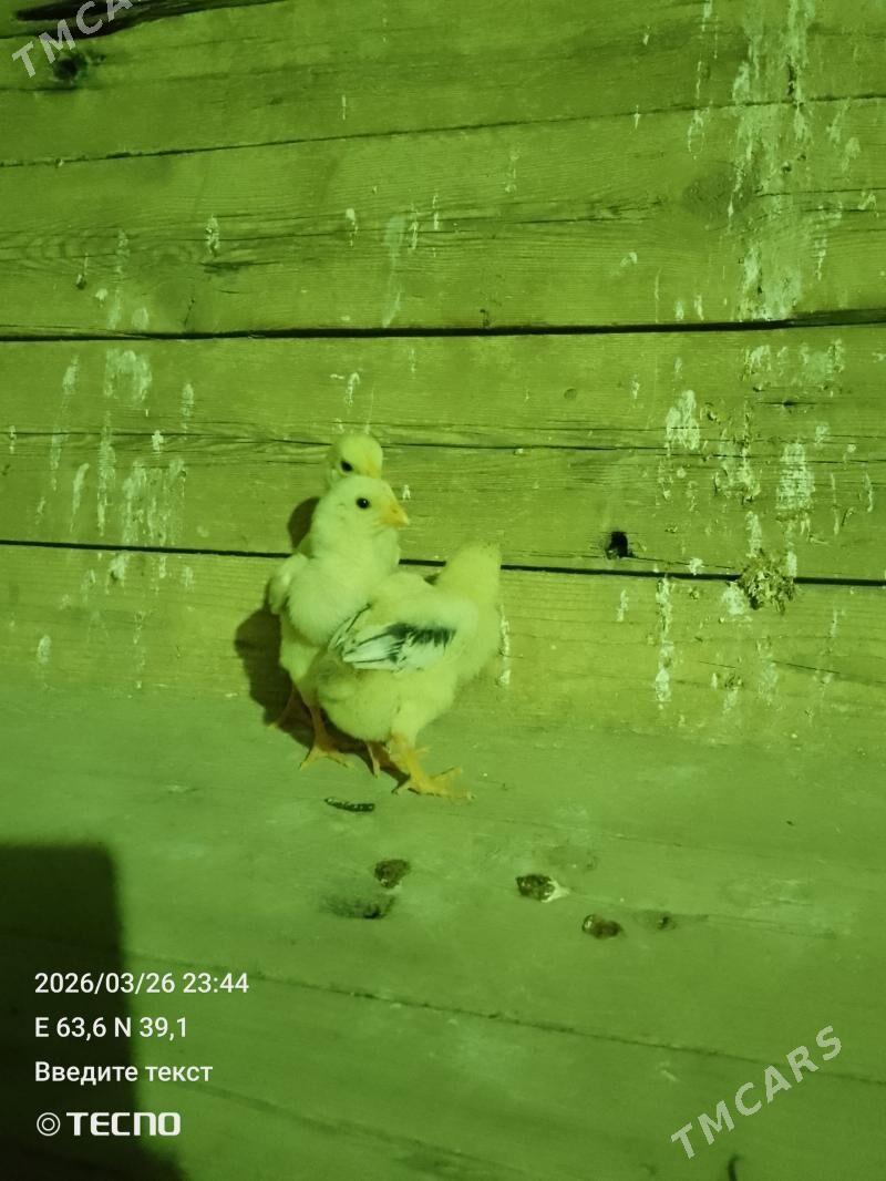 juje - Çärjew - img 1