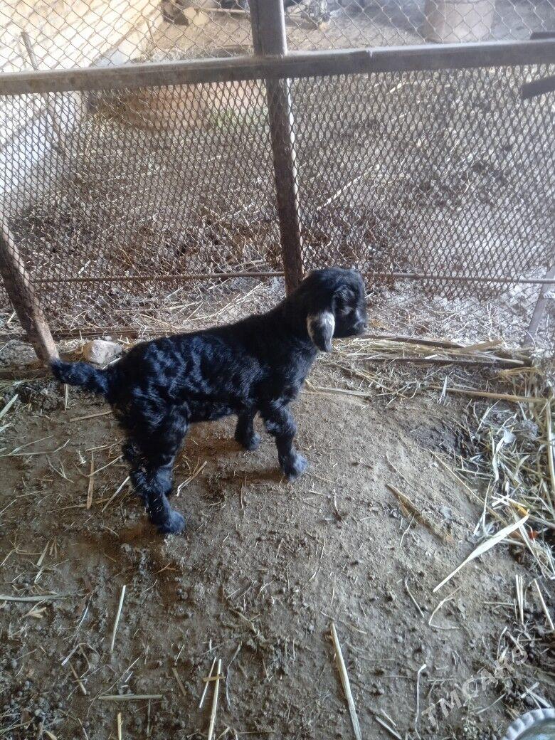 Oglakly geci - Mary - img 1