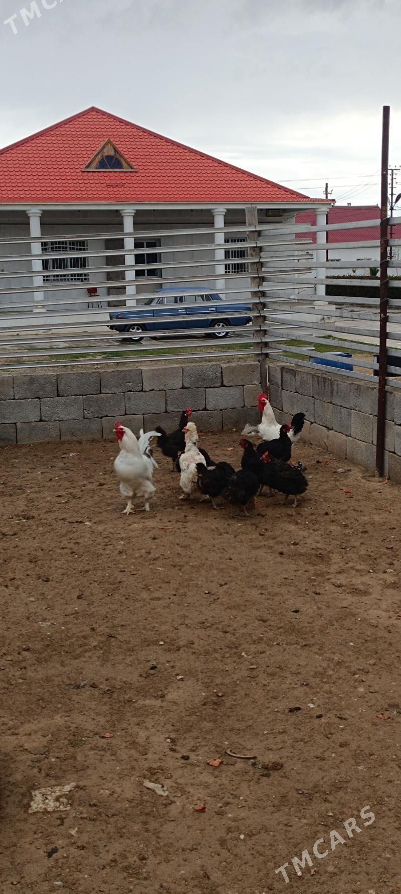 Towuk Horaz - Balkanabat - img 1