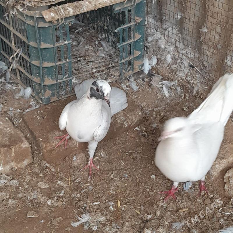 kepderi - Mary - img 1