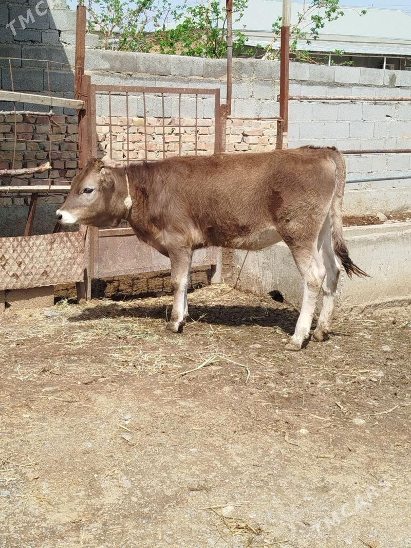 tuwe - Бахарден - img 1