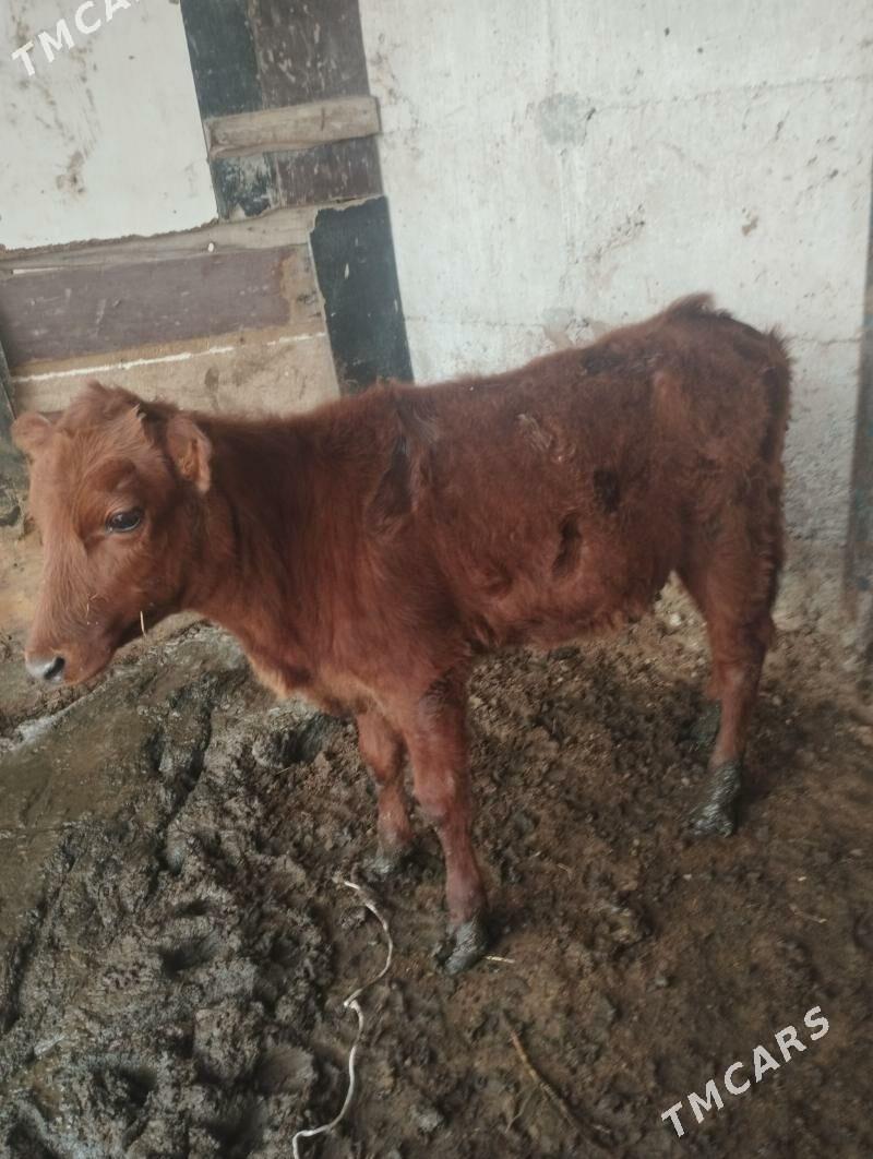 tuwe - Ашхабад - img 1