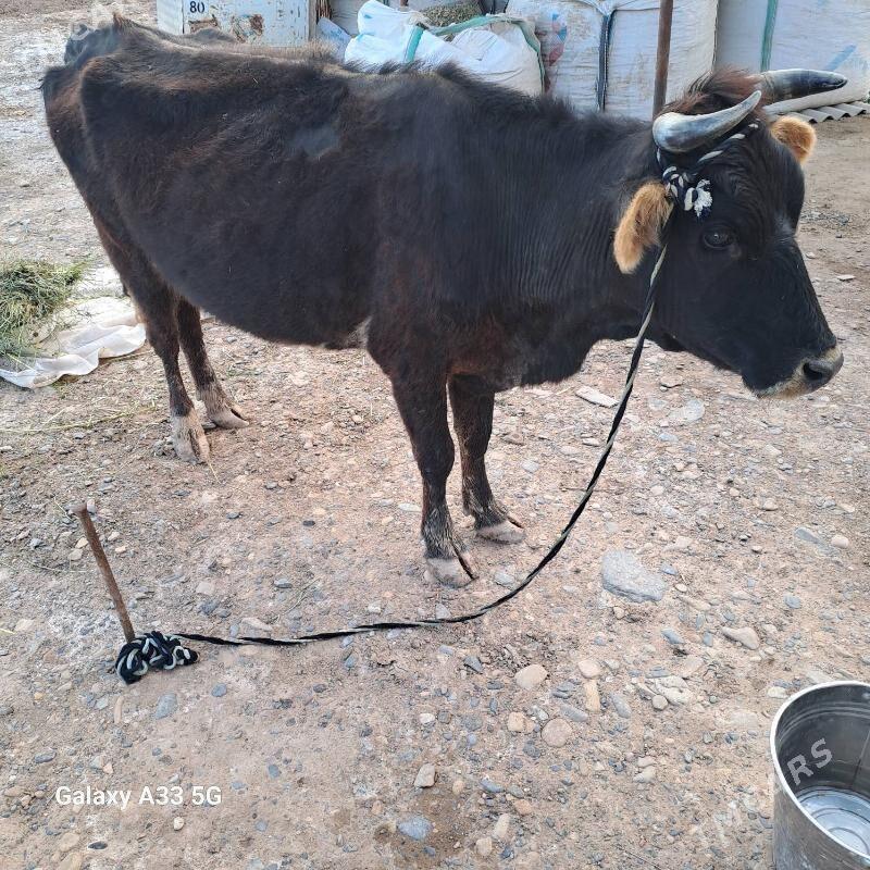 goleli sygyr - Теджен - img 1