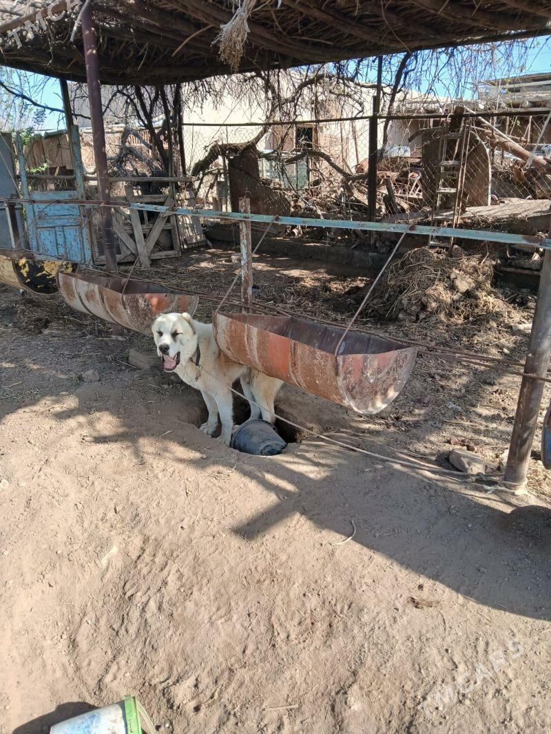 Simba - Чарджоу - img 1