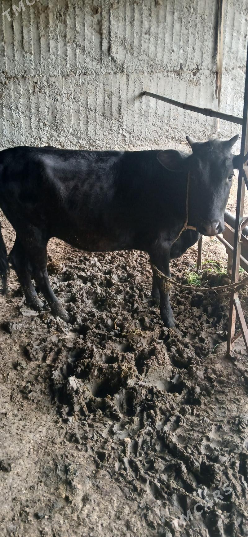 Tuwe - Ялкым - img 1