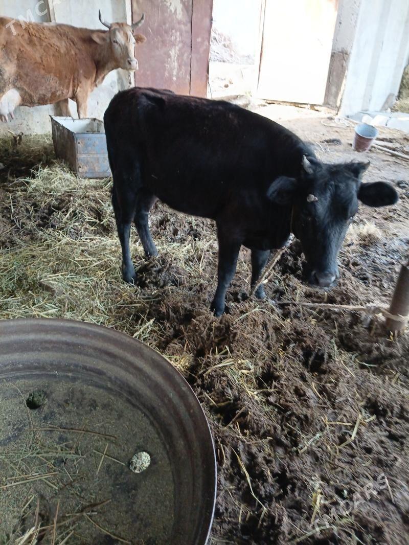 tüwe - Ак-Бугдайский этрап - img 1