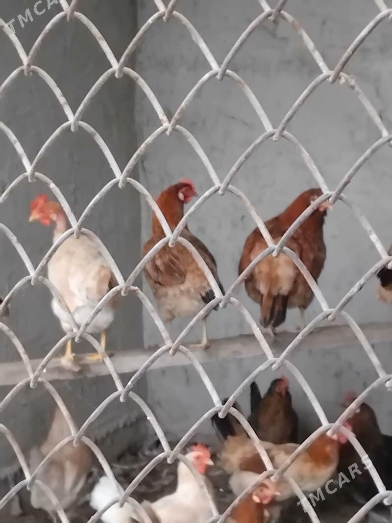 Towuk Horaz - Bagyr - img 1