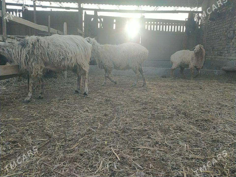 koyunlar - Туркменабат - img 1