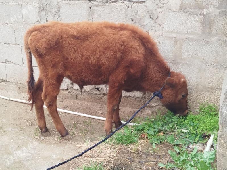 okuzçe - Балканабат - img 1