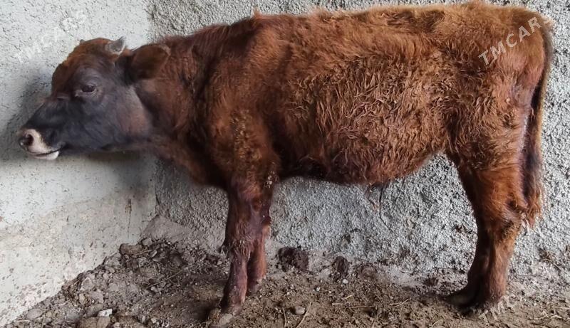 ÖKUZ - Багир - img 1