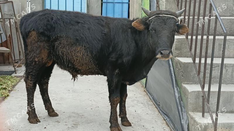 okuz - Bagyr - img 1