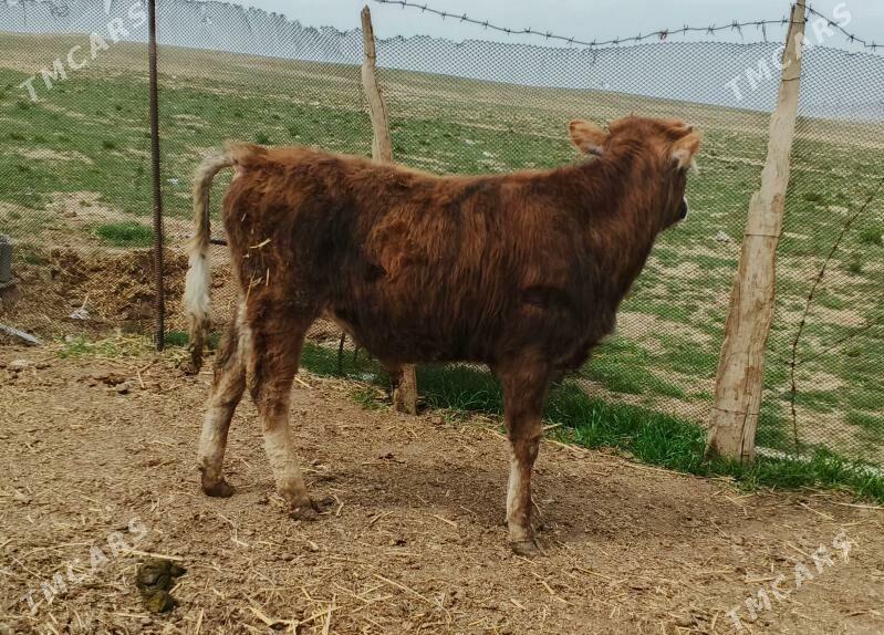 öküz - Гызыларбат - img 1