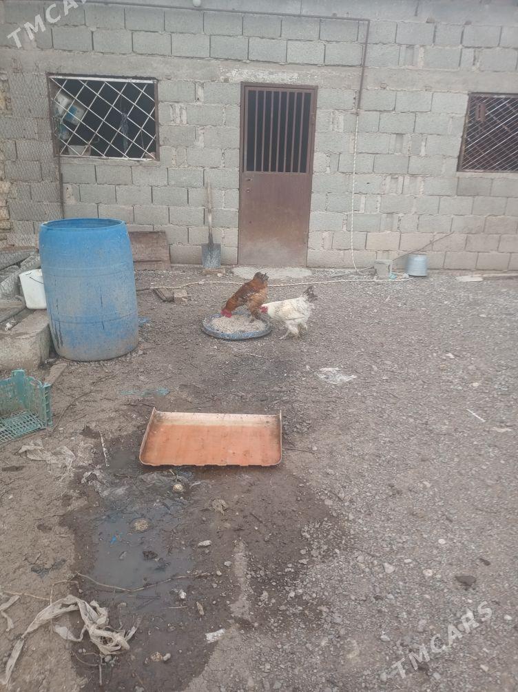 Baraman horaz - Гызыларбат - img 1