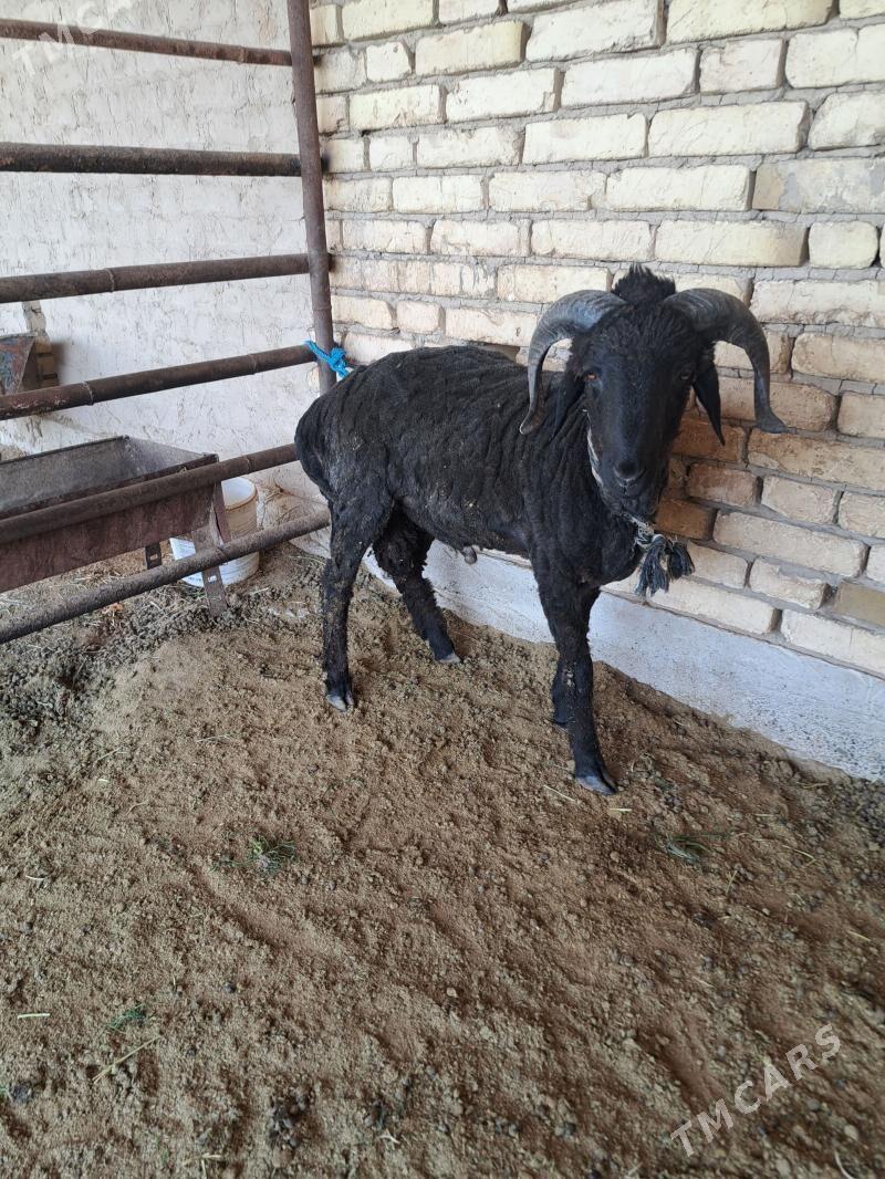 tokly - Мары - img 1