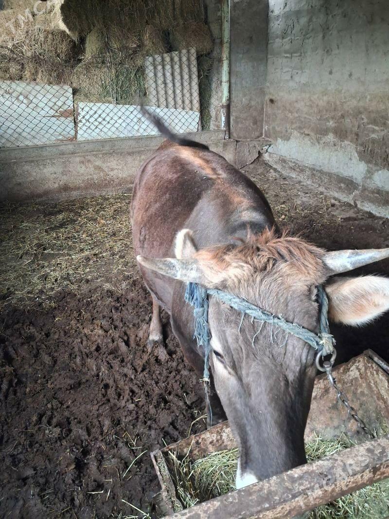 Göle - Гёкдепе - img 1