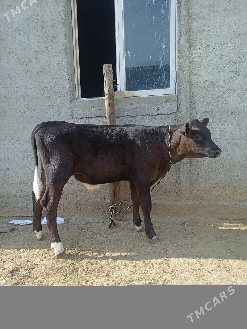 okuz - Ашхабад - img 1