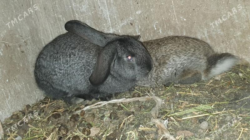 Flandr towşan çagalar. - Mary - img 1