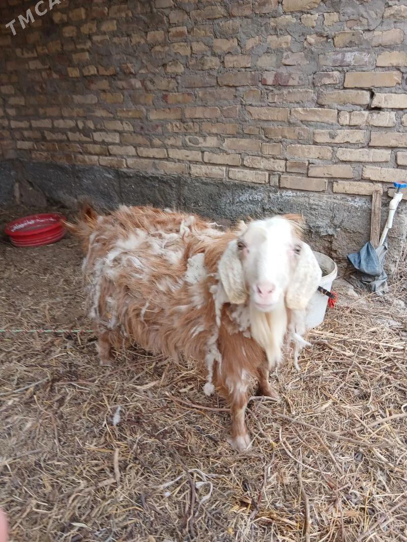 geci - Фарап - img 1