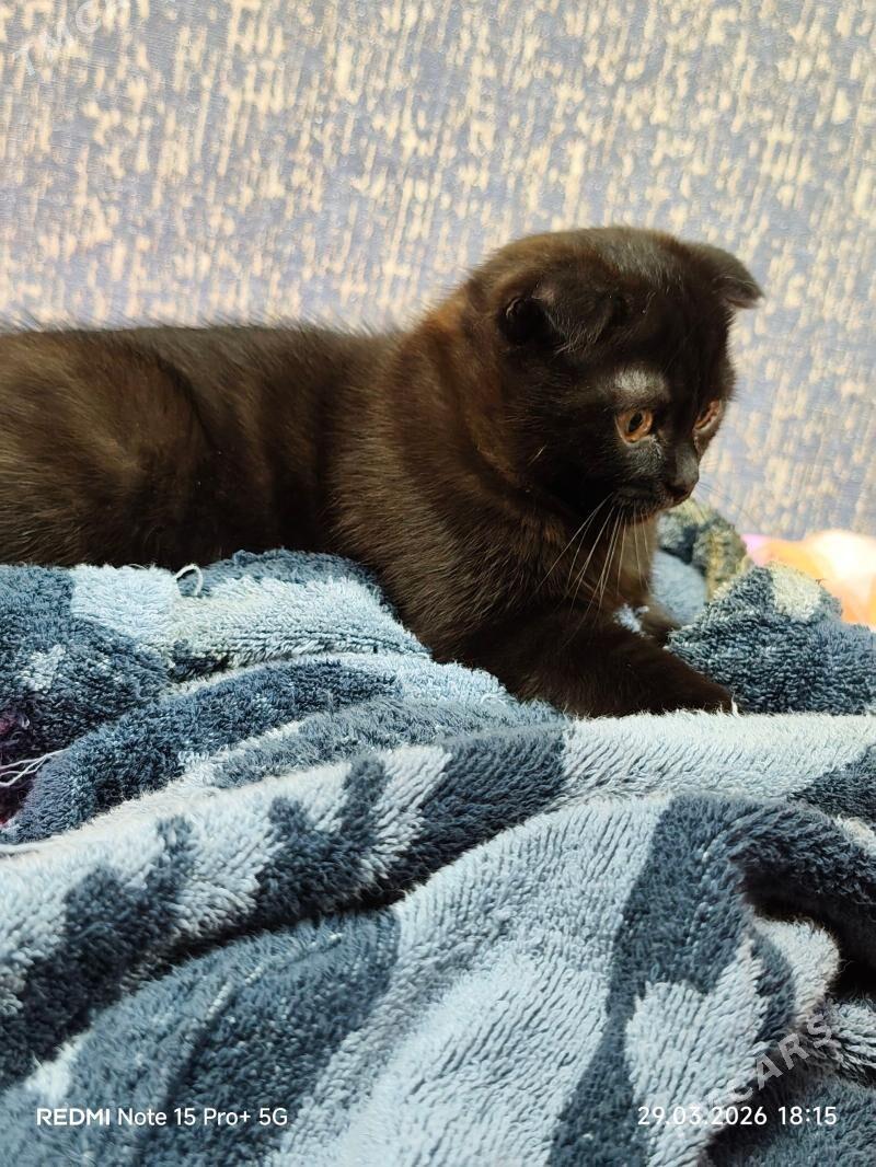 шотландский котенок - 30 mkr - img 1