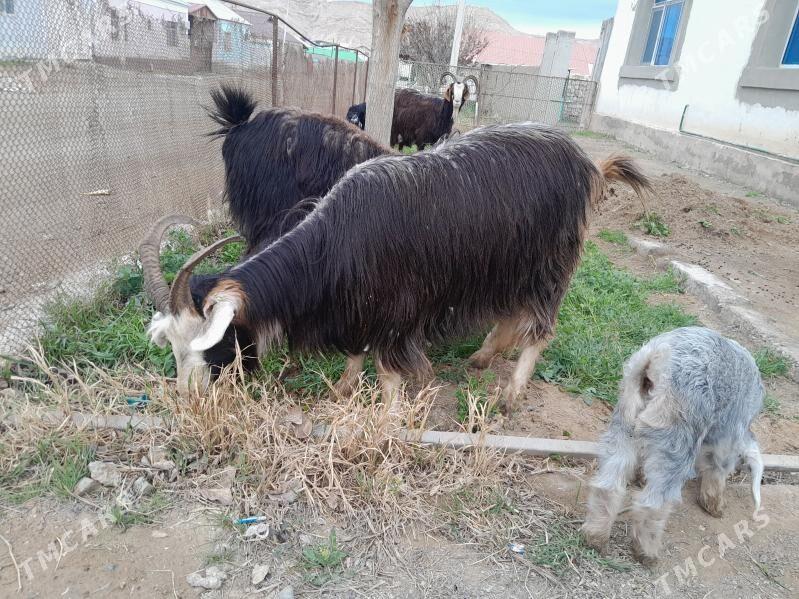 geci - Türkmenbaşy - img 1