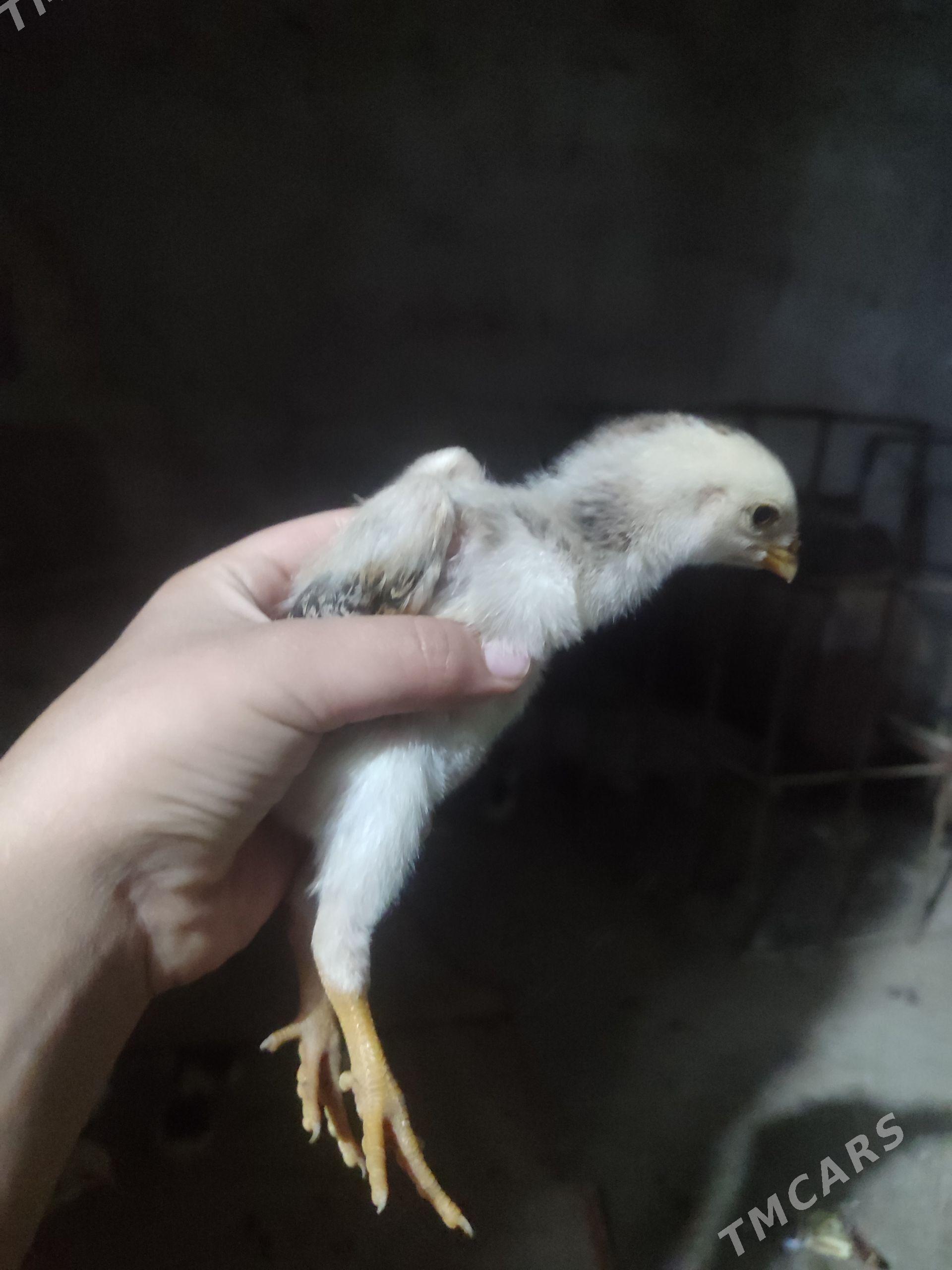 GERMAN SHAMO ŞAMO ШАМО - Туркменабат - img 1