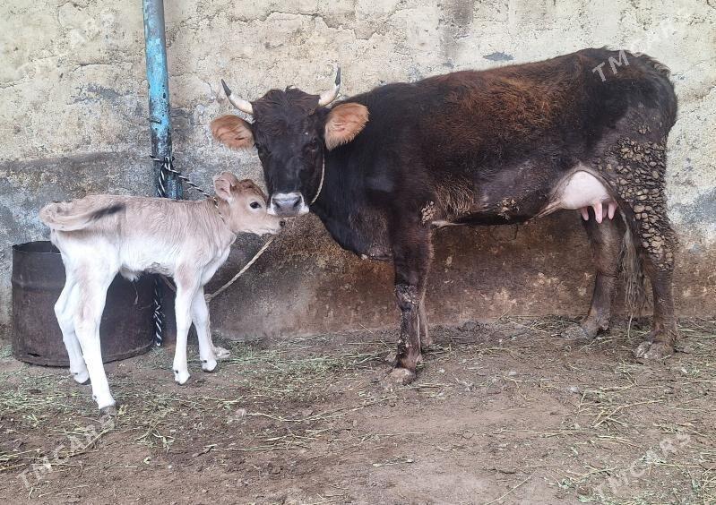 Göleli sygyr - Ашхабад - img 1