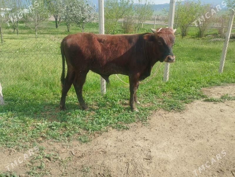 öküz - Ýaşlyk - img 1