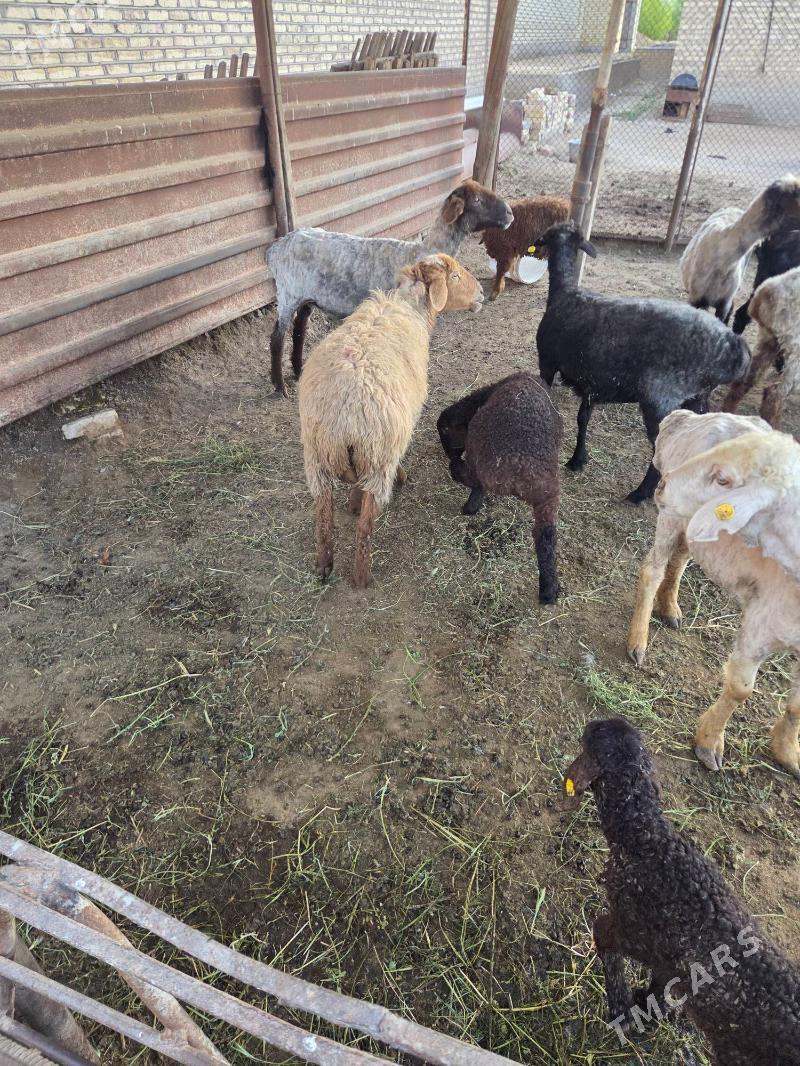 guzuly goyun - Сакарчага - img 1