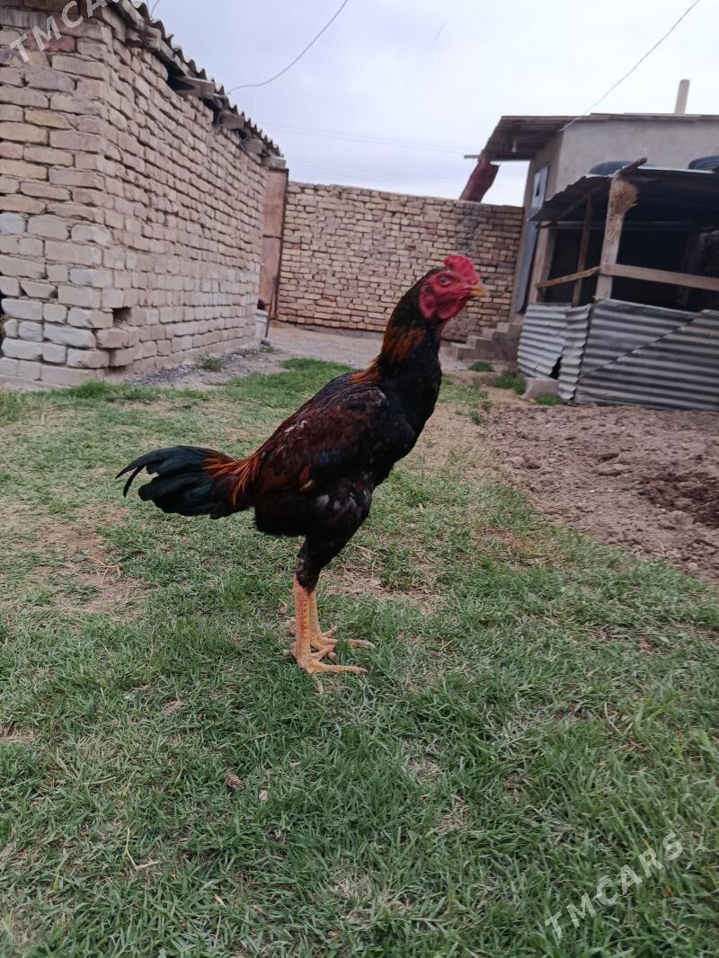 Taskent - Tejen - img 1