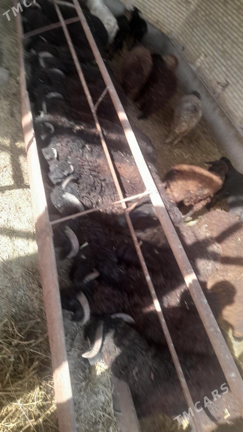 kockar - Çärjew - img 1