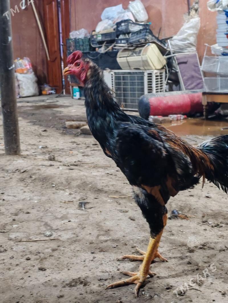 Хораз - Дашогуз - img 1