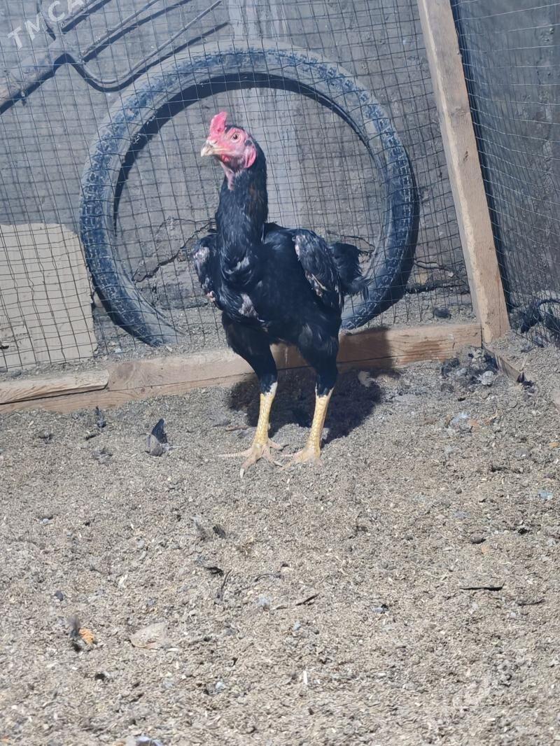 Хораз - Дашогуз - img 1