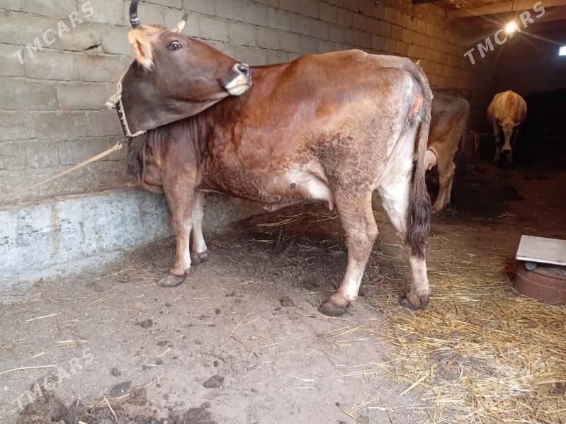 agyr bogaz sygyr - Гёкдепе - img 1