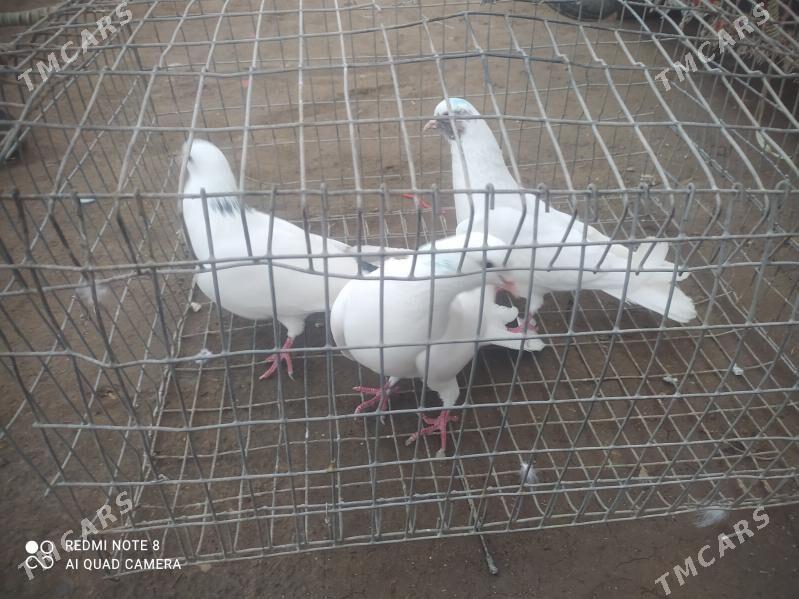 kepteri - Türkmenabat - img 1