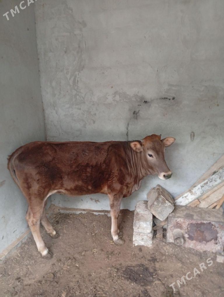 Tuve - Büzmeýin - img 1