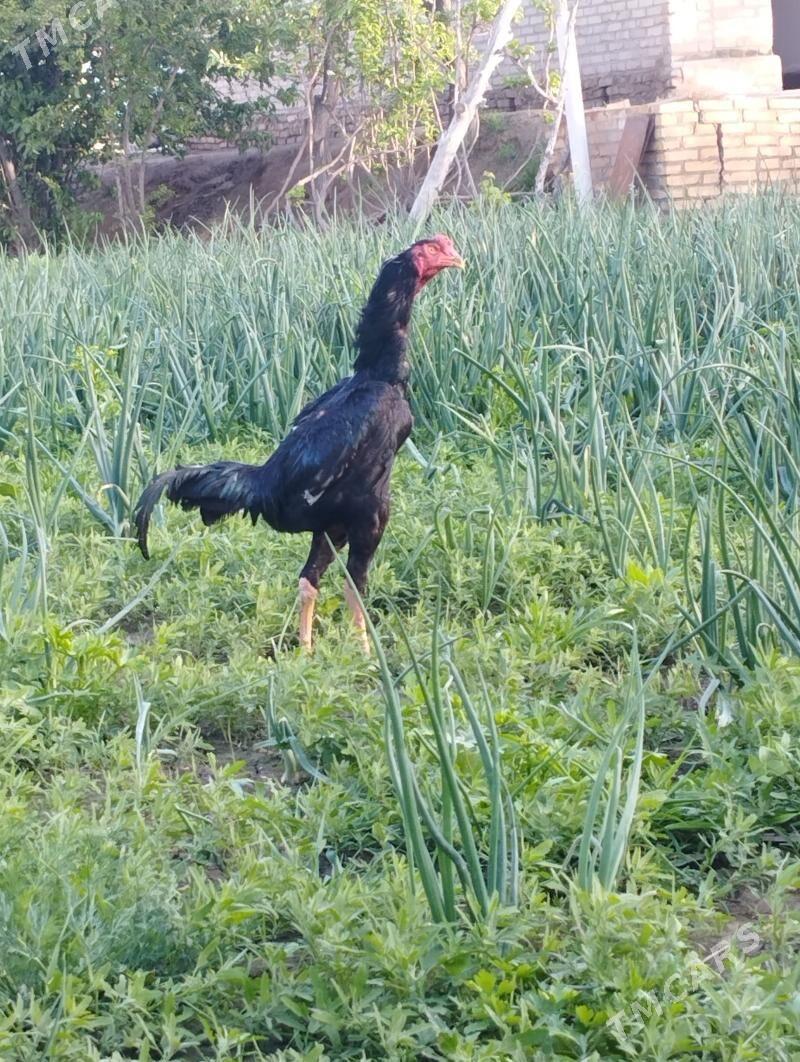 Karey horaz - Керки - img 1