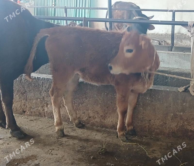 Tüwe - Aşgabat - img 1