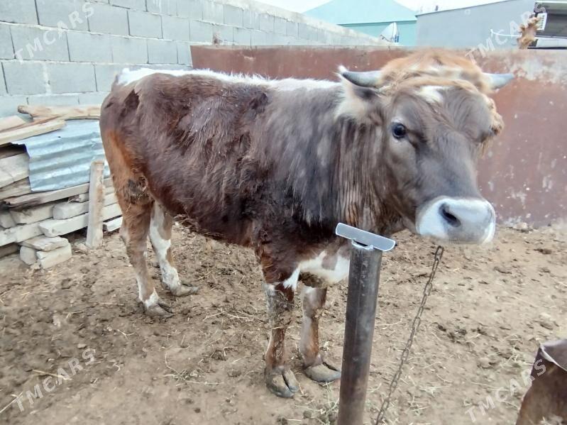 Ökiz - Гёкдепе - img 1