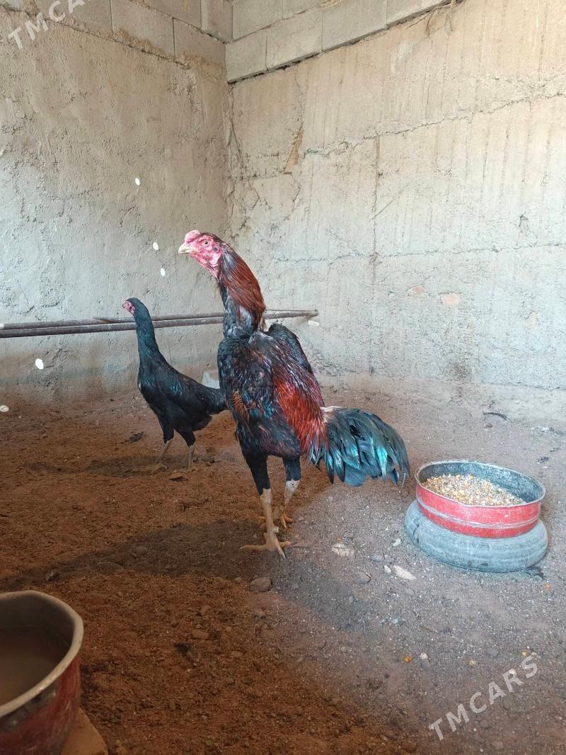 Taşkent Horaz - Gökdepe - img 1