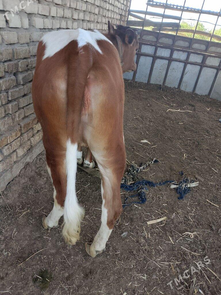 Bakylan gulajyn - Мары - img 1