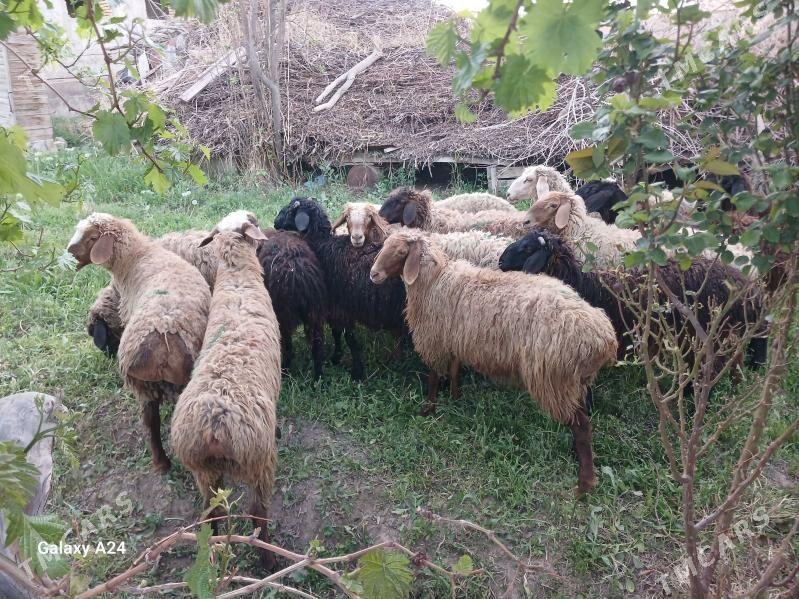 Goyunlar - Mary - img 1