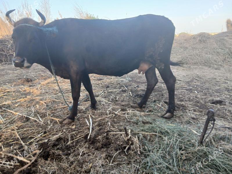 sygyr we unajynlar - Фарап - img 1