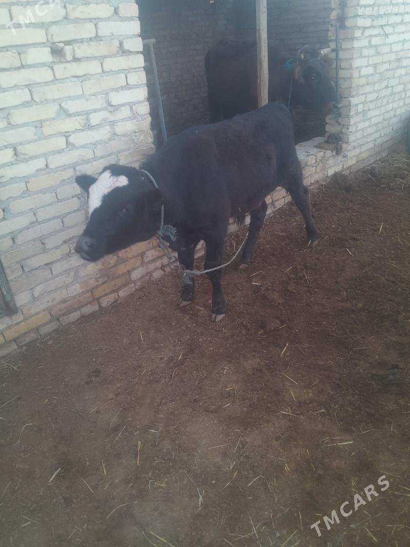 okuz - Чарджоу - img 1