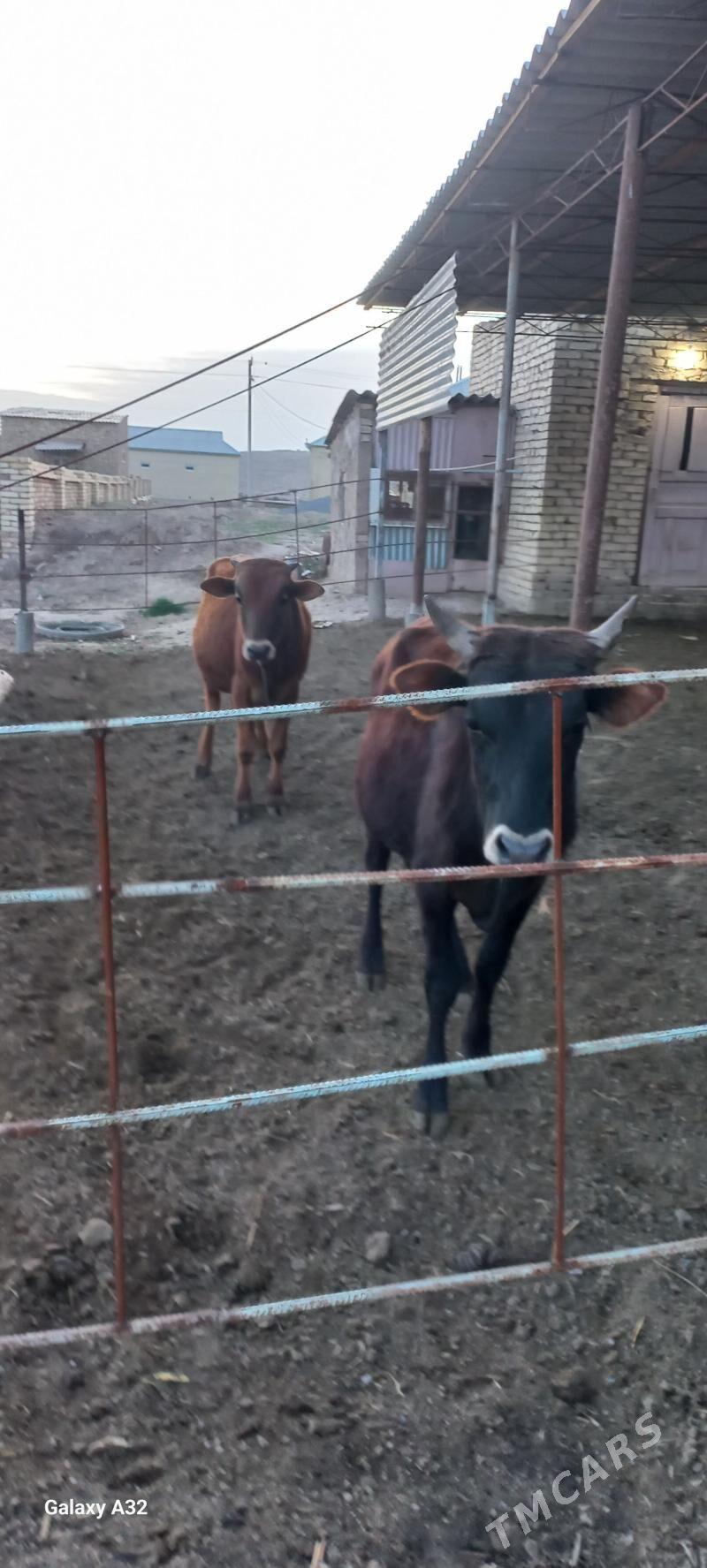 öküz - Байрамали - img 1