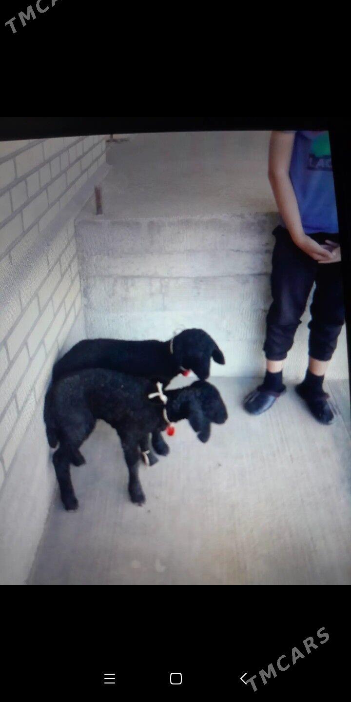 guzy - Sakarçäge - img 1