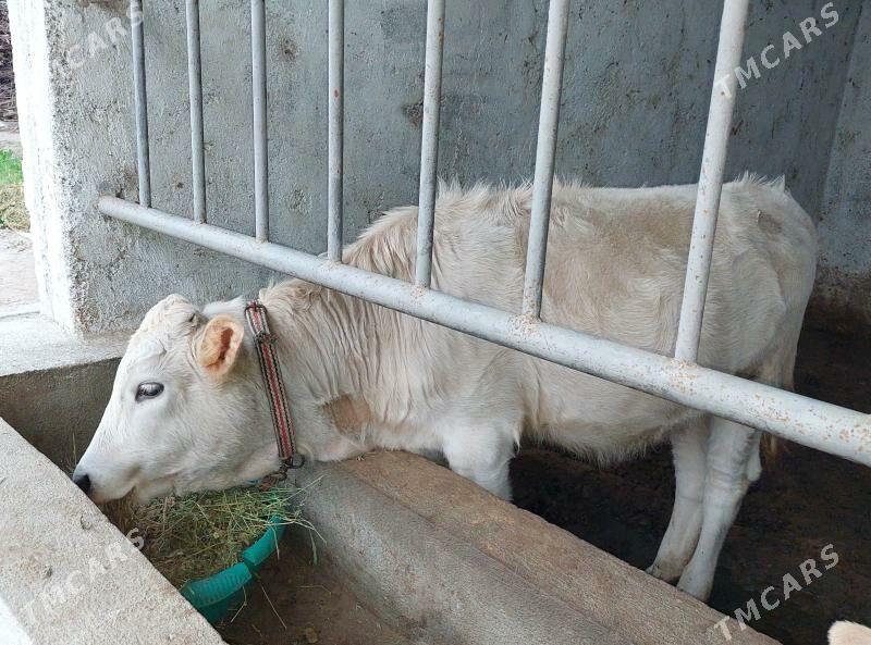 okuz we tuwe - Гёкдепе - img 1