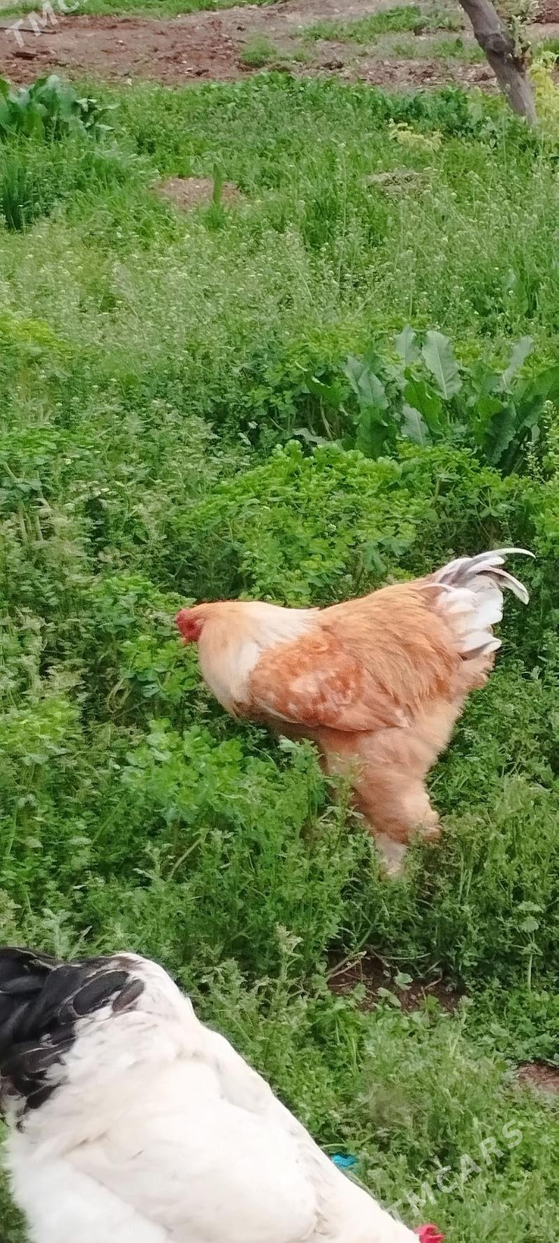 brama juyje - Bagyr - img 1