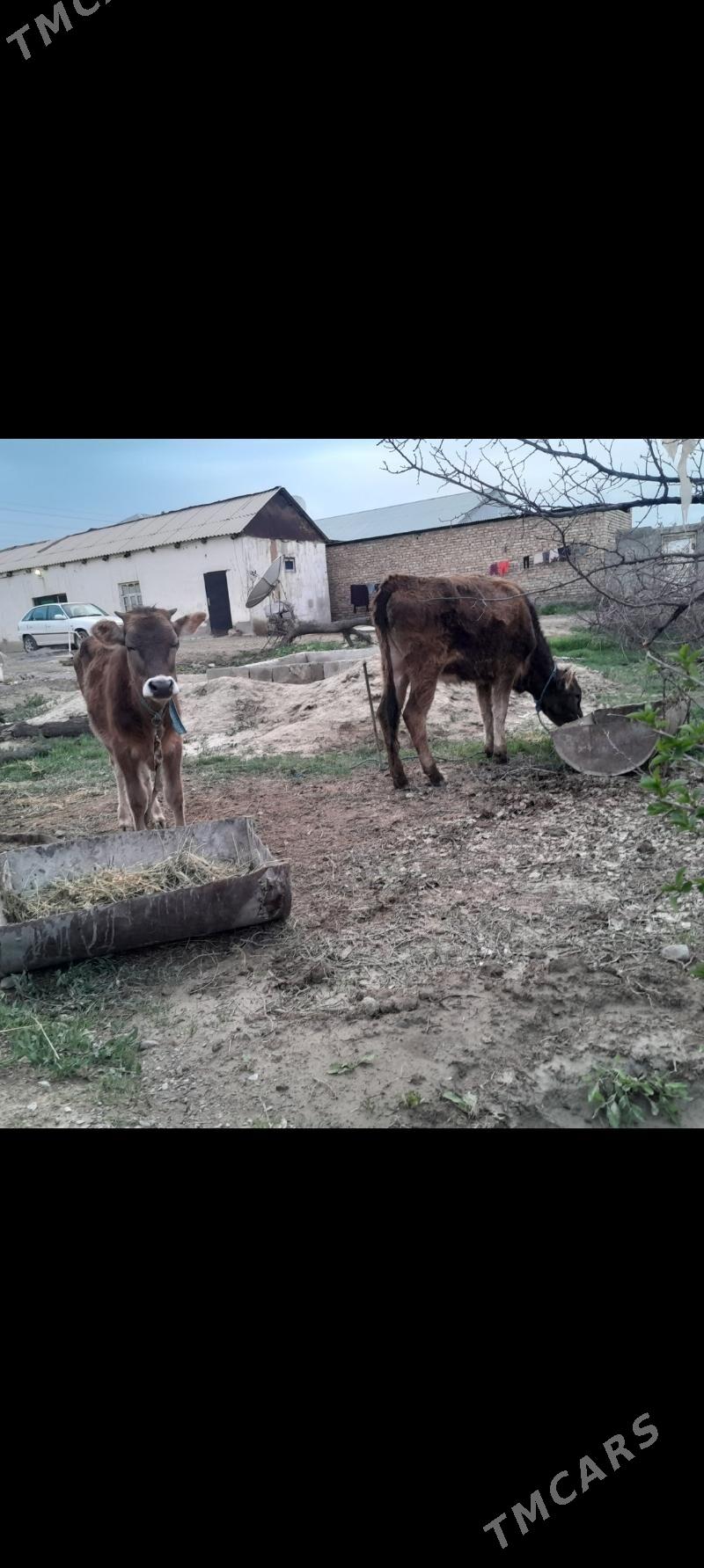 2 tuwe - Бахарден - img 1