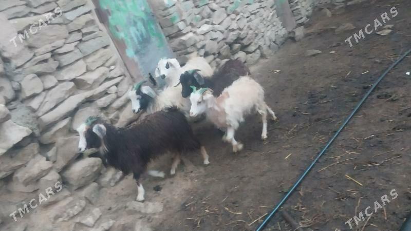 işşek erkeç - Бахарден - img 1